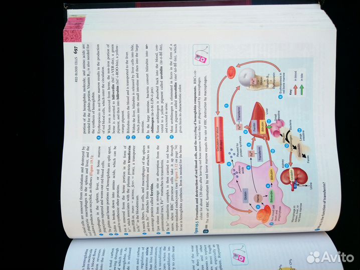 G. Tortora, B. Derrickson. Principles of anatomy