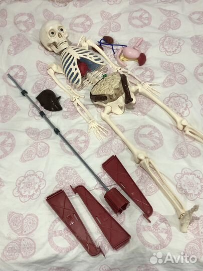 Скелет Артем