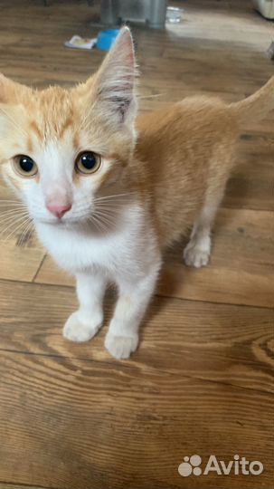 Рыжий котенок