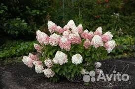 Гортензия метельчатая новинки