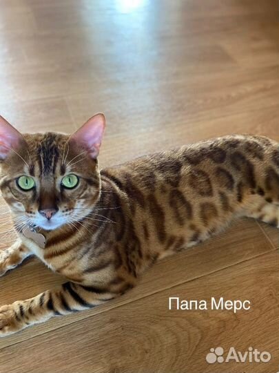 Бенгальские котята