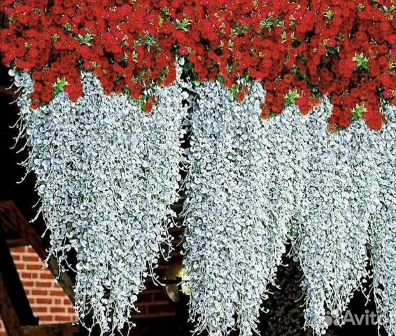 Растение ампельное Дихондра серебристая водопад купить в Санкт ...