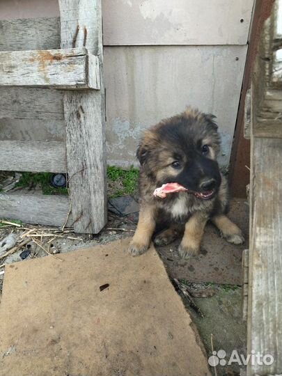 Щенок девочка