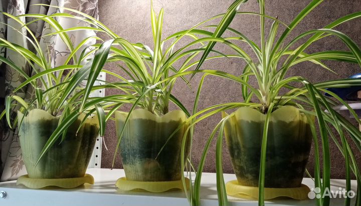 Комнатные цветы