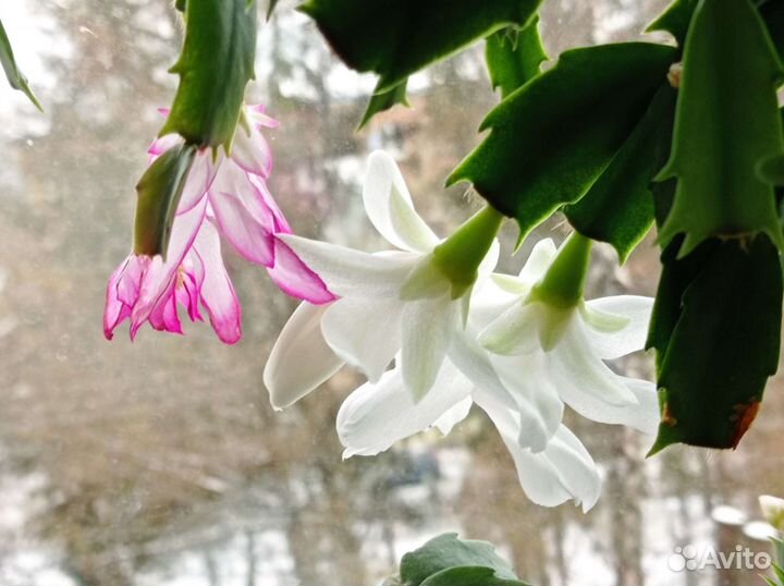 Цветок декабрист