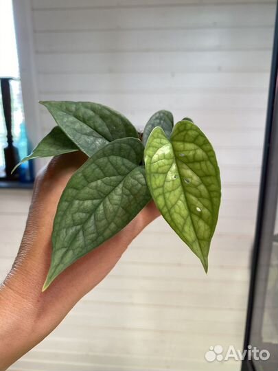 Ароидные разные