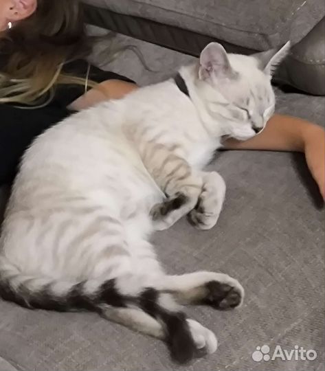 Кот потеряшка