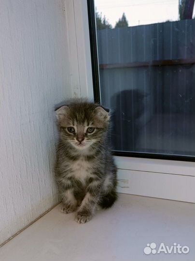 Котята в дар бесплатно