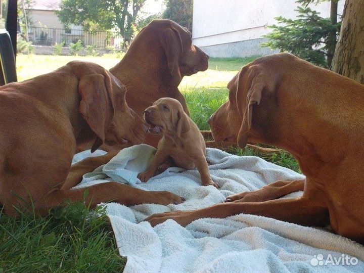 Щенки венгерской выжлы, питомник