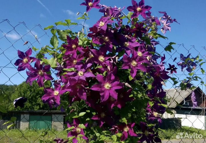 Клематисы зкс