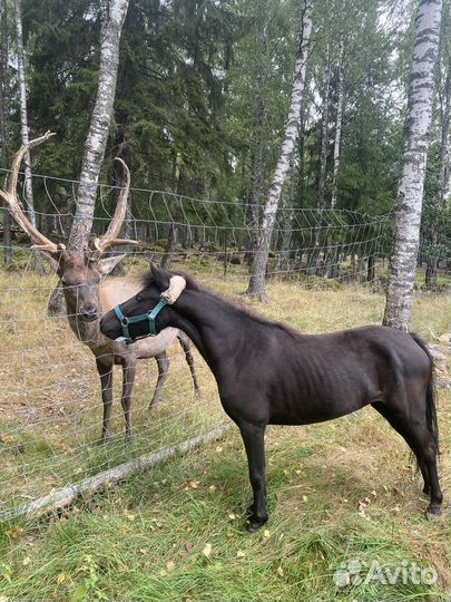 Лошадь пони