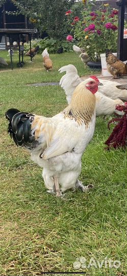 Петухи и куры