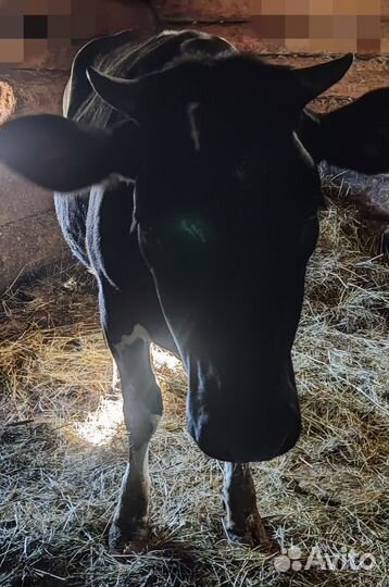 Телка 1 год
