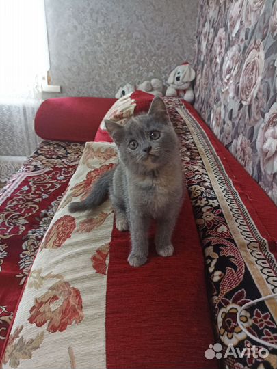 Плюшевые котята