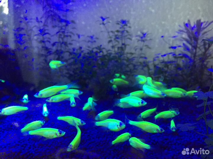 Рыбки Данио Гло салатовые подростки