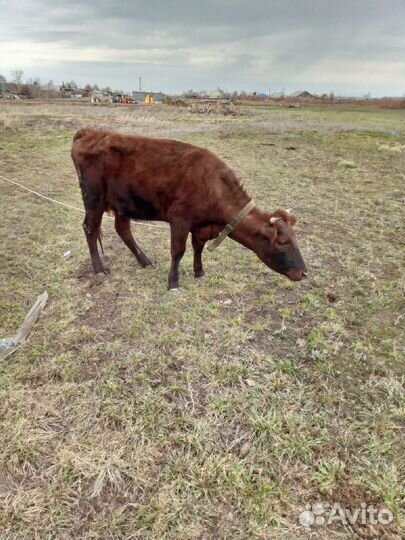 Корова дойная