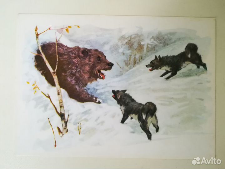 Медведь и лайки