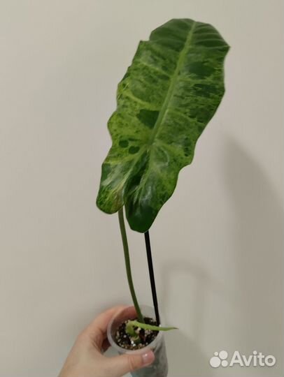 Филодендрон