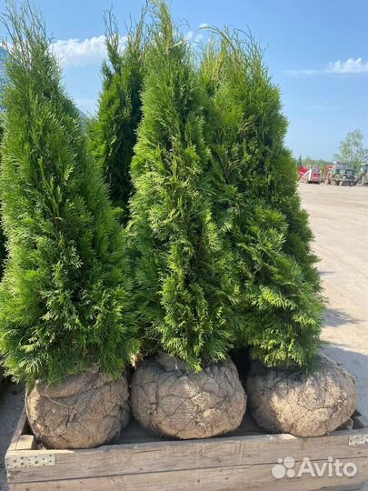 Туя смарагд оптом