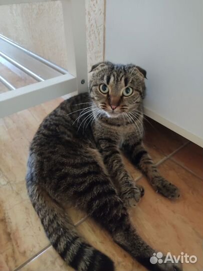 Кася7 мес, стерилизована, в добрые руки