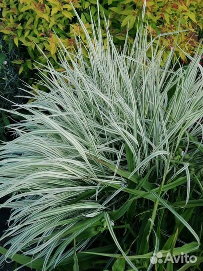 Райграс бульбоносный