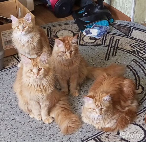 Котята мейн-кун
