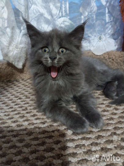 Котята мейн-кун