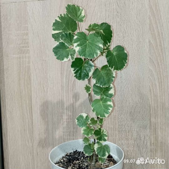 Алоказия Ред секрет и другие цветы