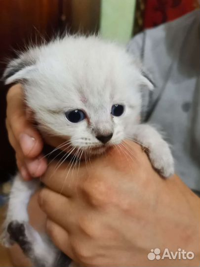 Вислоухие котята