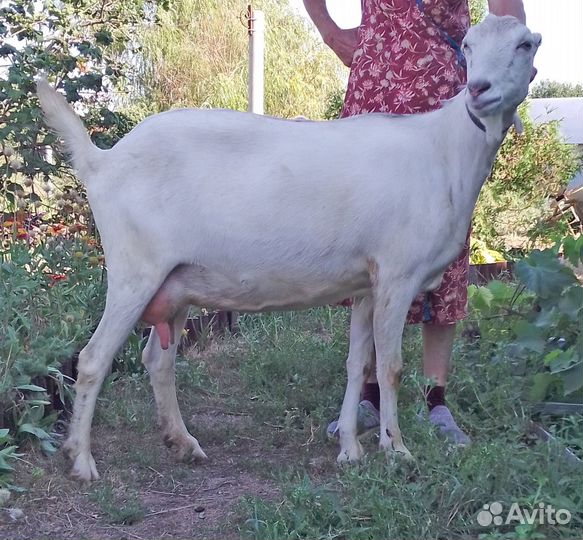 Коза дойная