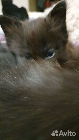 Кошечку в добрые руки