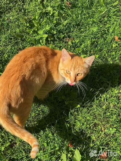 Котик в добрые руки