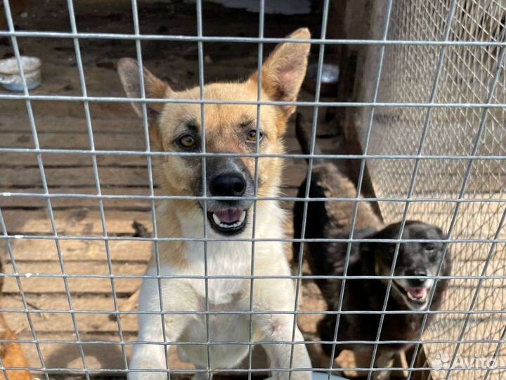 Собака ищет дом