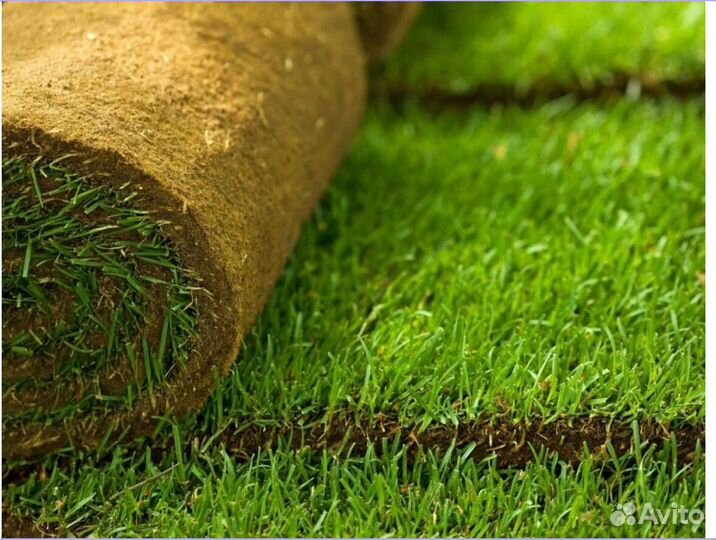 Рулонный газон Элитный под ключ