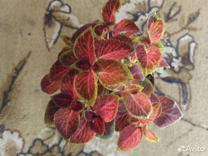 Колеусы вегетативные