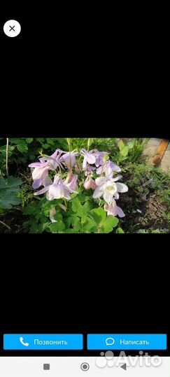 Растения для альпийской горки