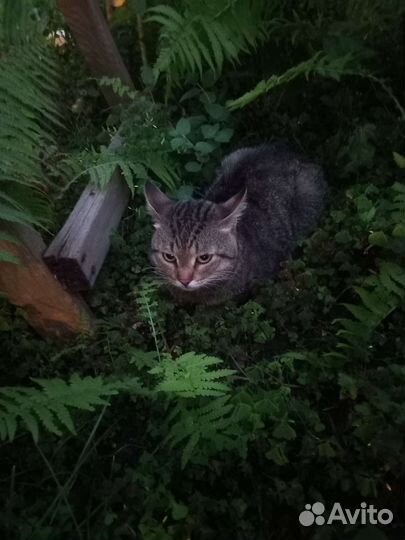 Кошка в дар бесплатно