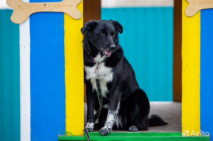 Долли собака