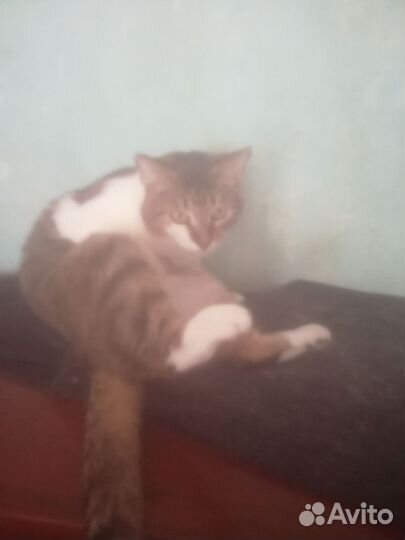 Кошка в дар