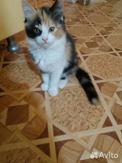 Кошечка 2.5 месяца