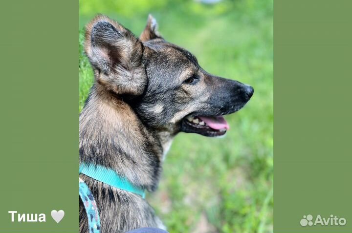 Миниатюрная собака из приюта