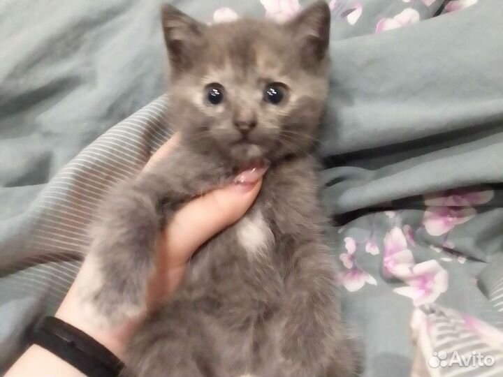 Кошка в дар бесплатно