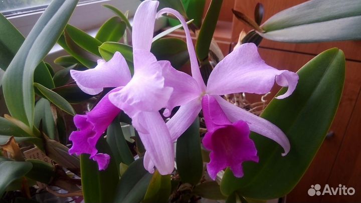 Cattleya, Laelia