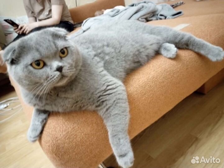 Шотландская вислоухая