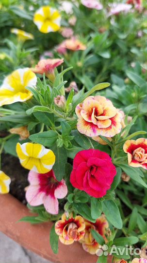 Вегетативные цветы