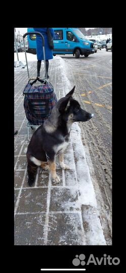 Собака в добрые руки