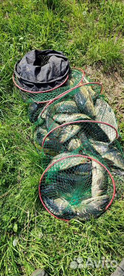 Свежая рыба карп