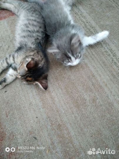 Красивые котята