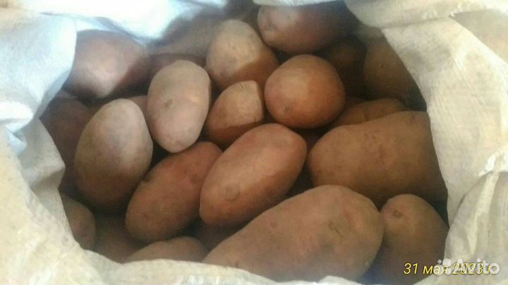 Картофель на еду крупный и на семена