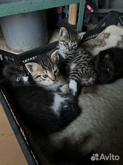 Котята в добрые руки 1 месяц